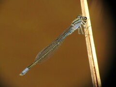 Enallagma cardenium