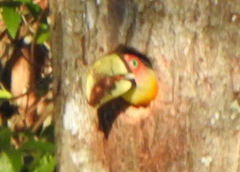 Ramphastos dicolorus