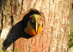 Ramphastos dicolorus