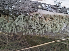 Ramalina