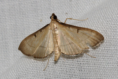 Bradina admixtalis
