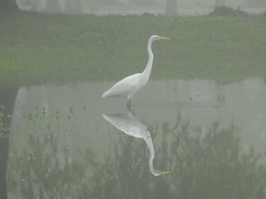 Ardea alba egretta