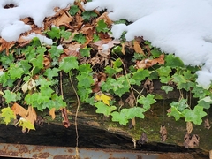 Hydrophyllum appendiculatum