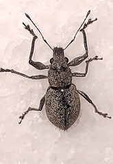 Naupactus