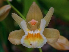 Coelogyne