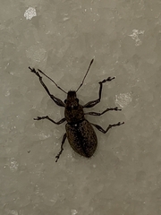 Naupactus