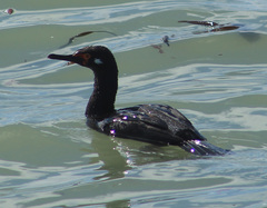 Leucocarbo magellanicus