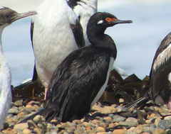 Leucocarbo magellanicus