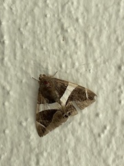 Bastilla crameri