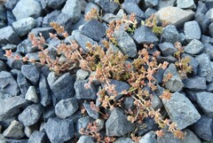 Crassula mataikona