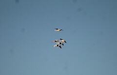 Cygnus columbianus