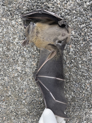 Cynopterus sphinx