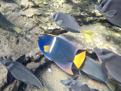 Holacanthus passer
