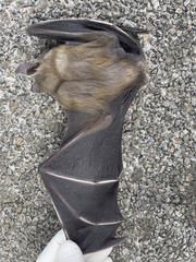 Cynopterus sphinx