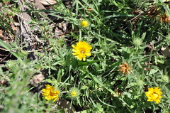 Grindelia cabrerae