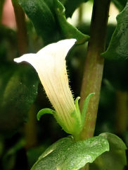 Gratiola sexdentata
