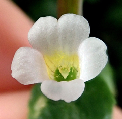 Gratiola sexdentata
