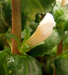 Gratiola sexdentata