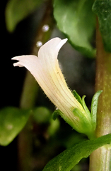 Gratiola sexdentata