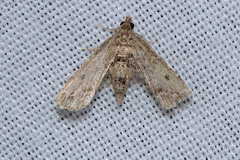 Sufetula hemiophthalma