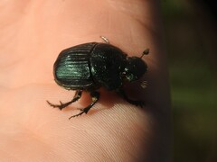 Phanaeus igneus