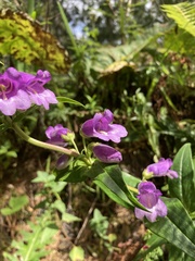 Penstemon gentianoides