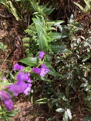 Penstemon gentianoides