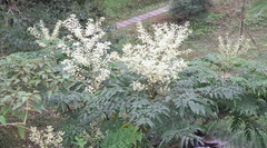Aralia bipinnata