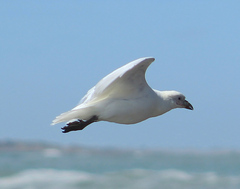 Chionis albus