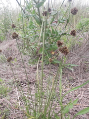 Cyperus reflexus
