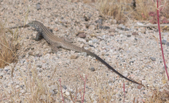 Aspidoscelis tigris tigris