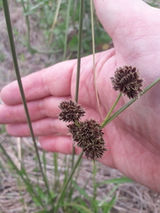 Cyperus reflexus