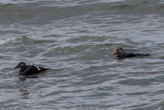 Tachyeres patachonicus