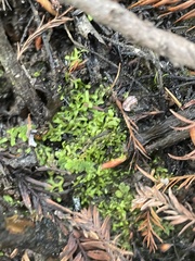 Riccia huebeneriana