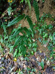 Tectaria phaeocaulis