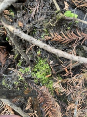 Riccia huebeneriana
