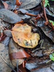 Lactarius rubrilacteus