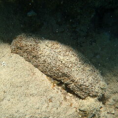 Actinopyga echinites