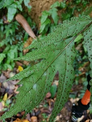 Tectaria phaeocaulis