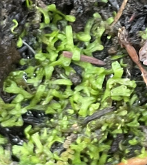 Riccia huebeneriana