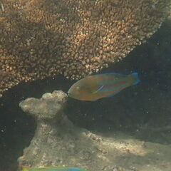 Thalassoma trilobatum