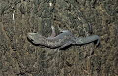 Amalosia rhombifer