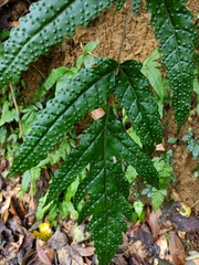 Tectaria phaeocaulis