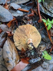 Lactarius rubrilacteus