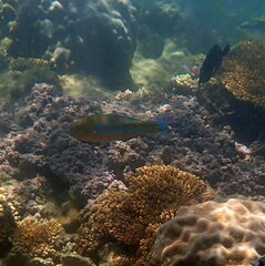 Thalassoma trilobatum