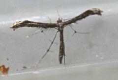 Lantanophaga pusillidactylus