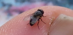 Musca domestica