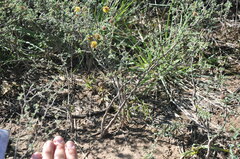 Prosopis reptans