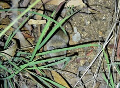 Pseudomys delicatulus