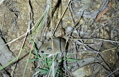 Pseudomys delicatulus